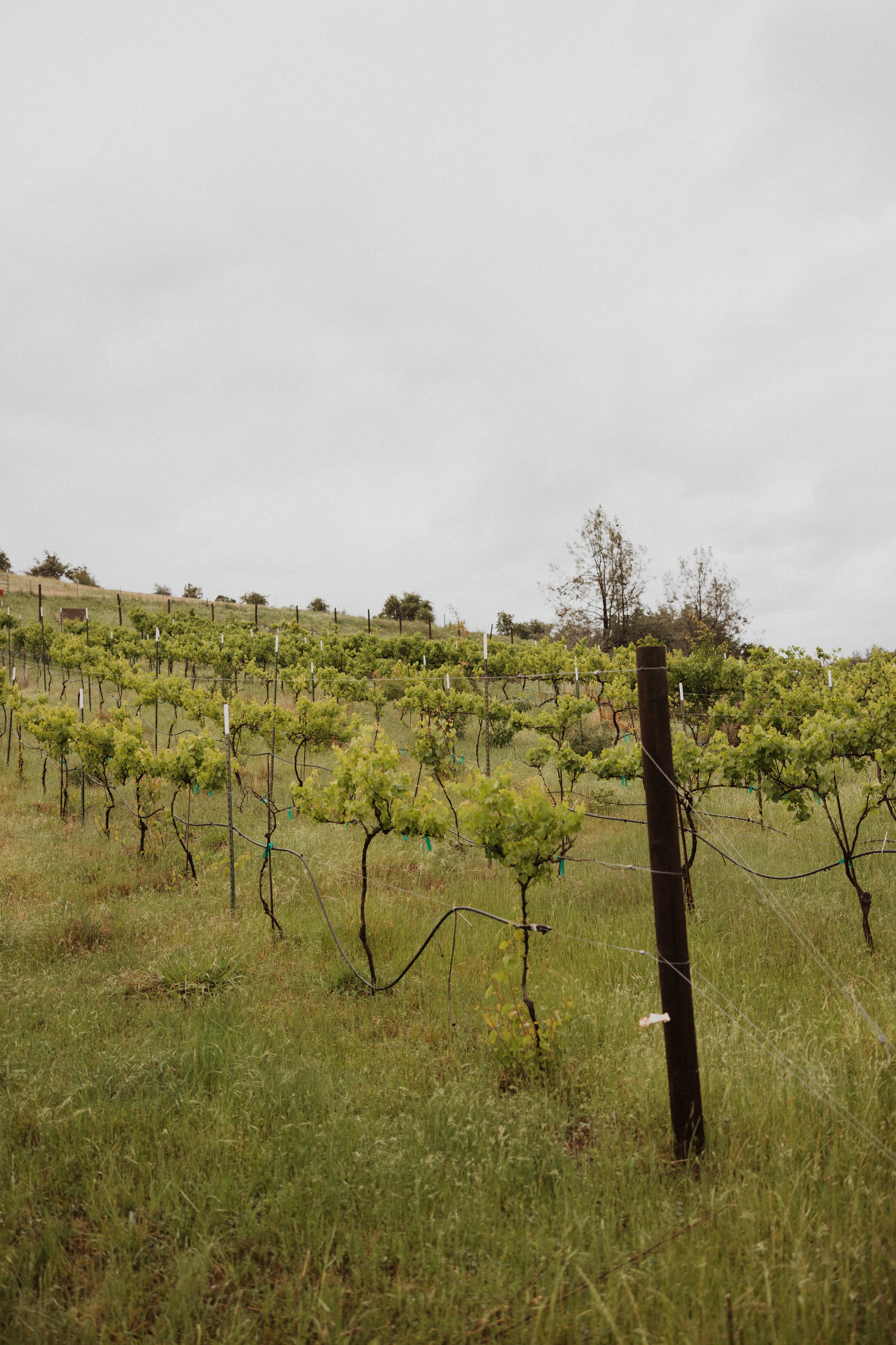 Wild Loon vineyard rows in spring